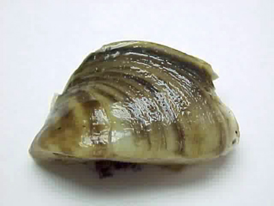 Photo of a European Zebra Mussel